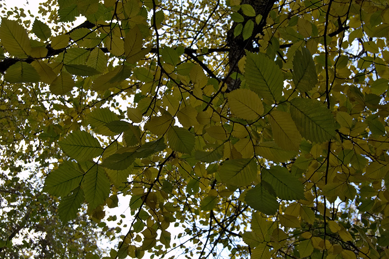 Изображение особи Ulmus laevis.