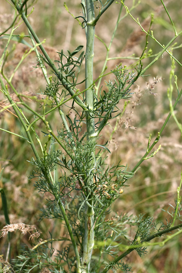 Image of Elaeosticta transitoria specimen.