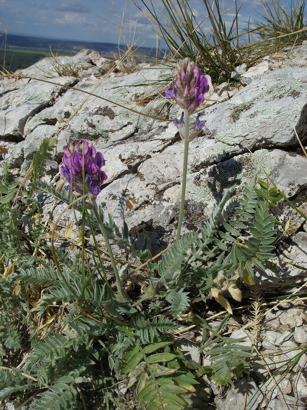 Image of Oxytropis uralensis specimen.