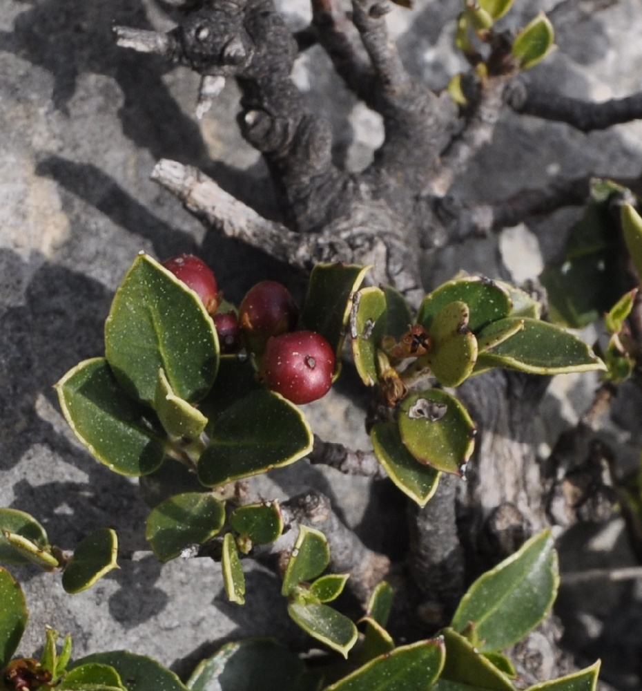 Изображение особи Rhamnus alaternus.