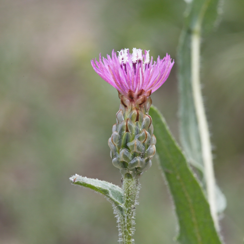 Image of Hyalea pulchella specimen.