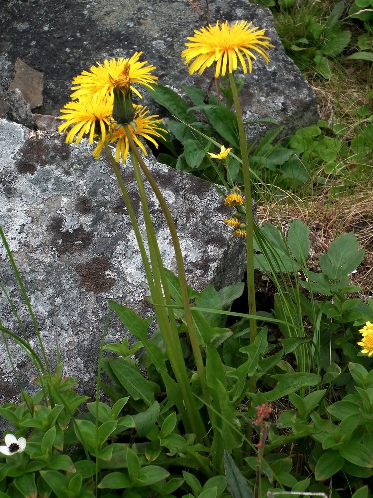 Image of genus Taraxacum specimen.