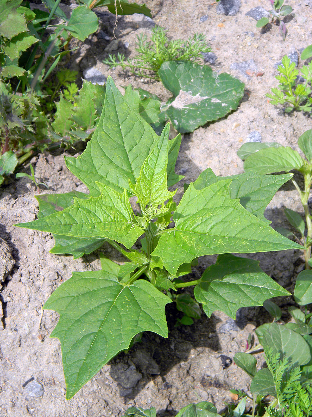 Image of Chenopodiastrum hybridum specimen.