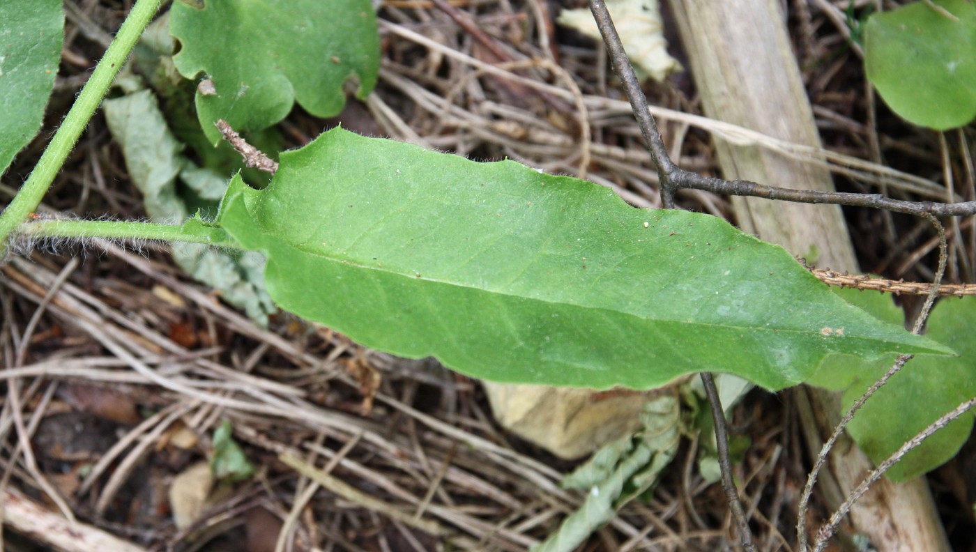 Image of Hieracium pellucidum specimen.