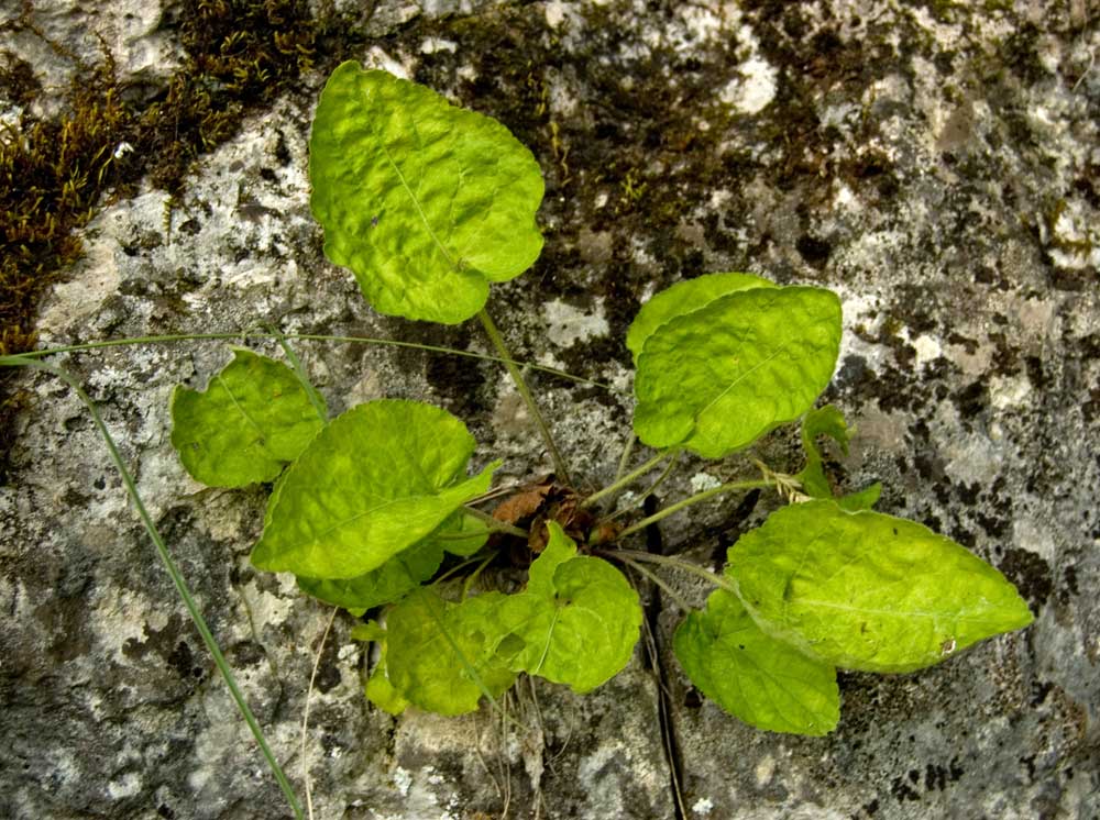 Image of genus Viola specimen.