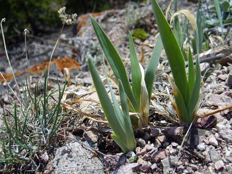 Image of Iris humilis specimen.