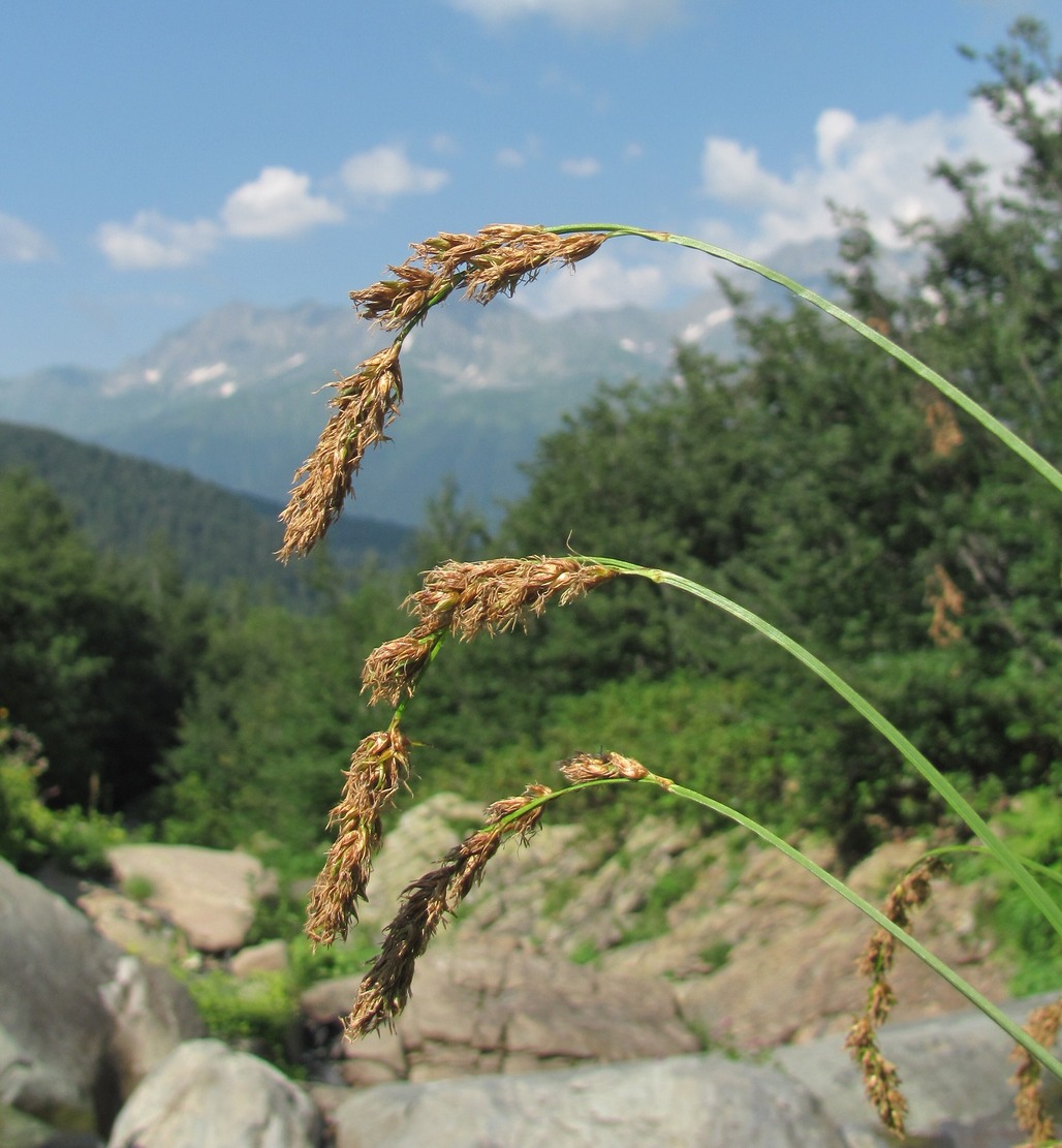 Изображение особи Carex paniculata.