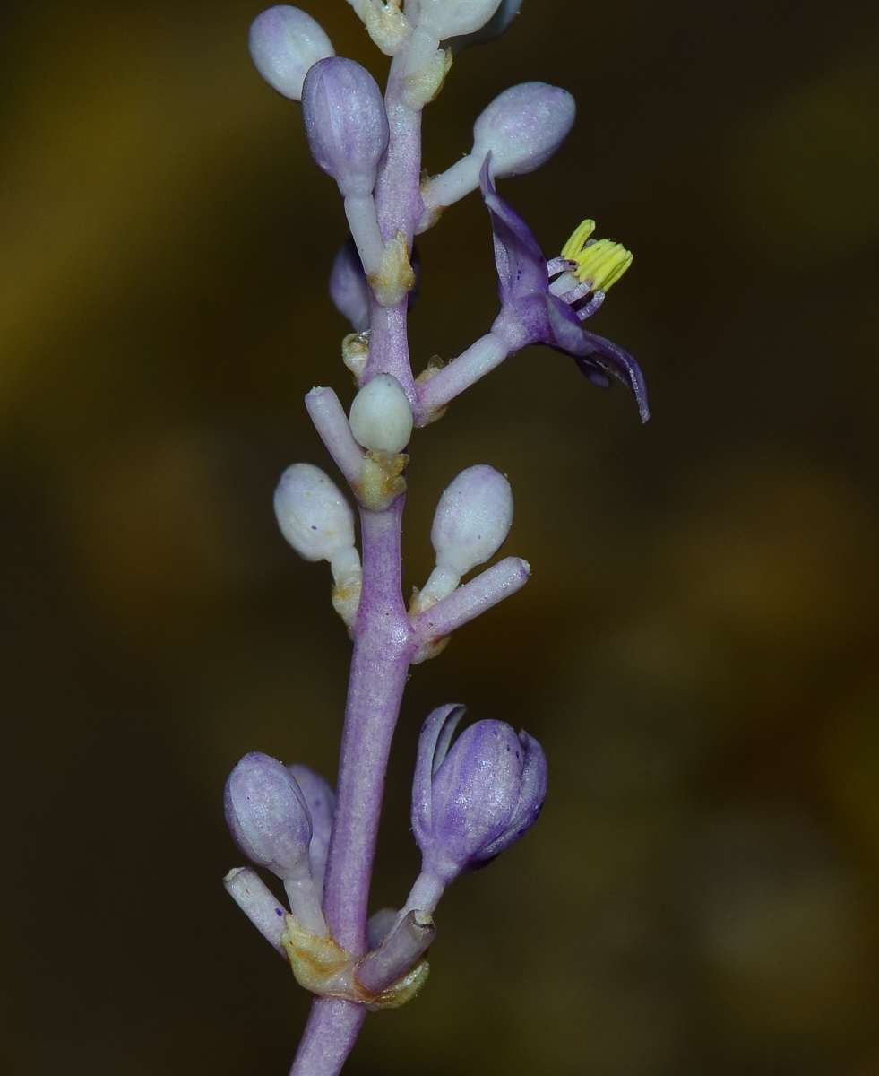 Image of Liriope muscari specimen.