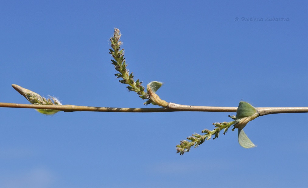 Image of Salix ledebouriana specimen.