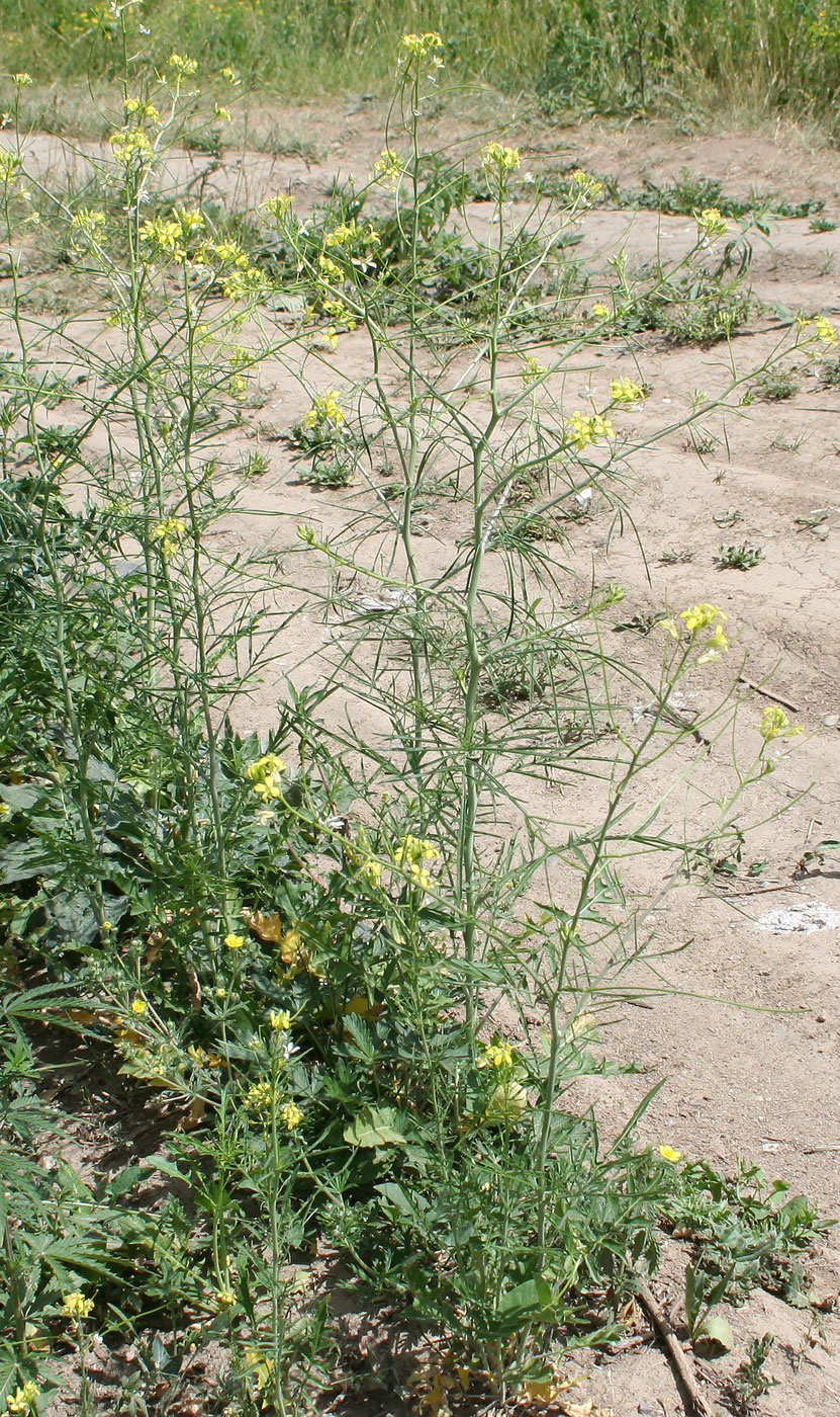 Image of Sisymbrium altissimum specimen.