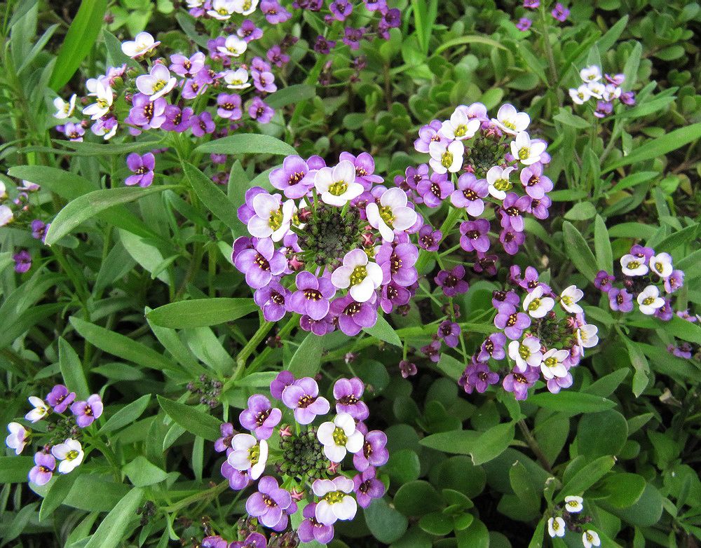 Image of Lobularia maritima specimen.