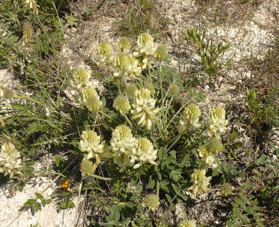 Image of Hedysarum grandiflorum specimen.