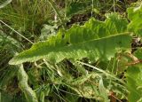 Verbascum pyramidatum. Лист. Украина, Запорожский р-н, Дурная балка, разнотравная степь. 18.06.2016.