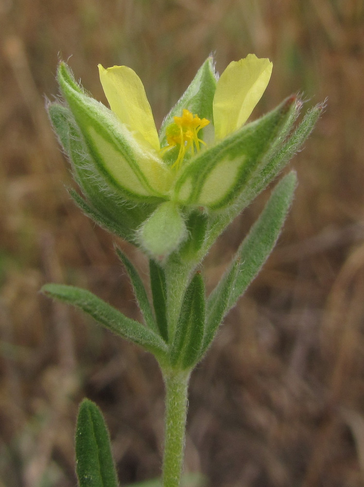 Image of Helianthemum lasiocarpum specimen.