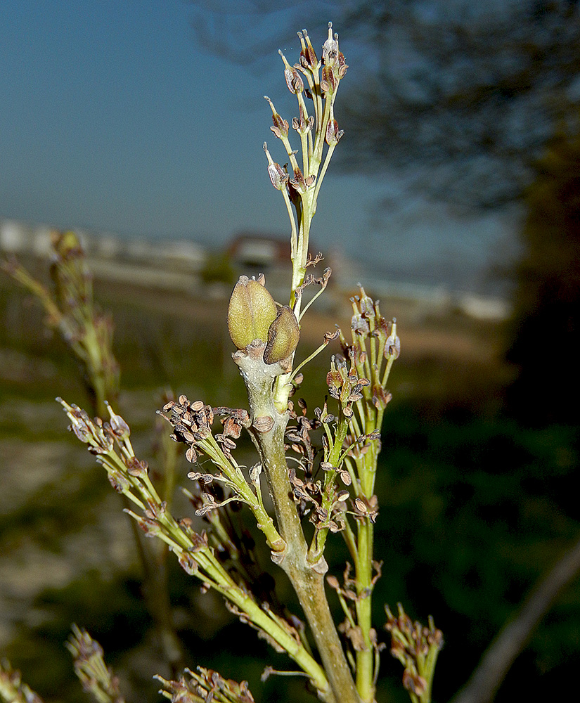 Image of Fraxinus oxycarpa specimen.