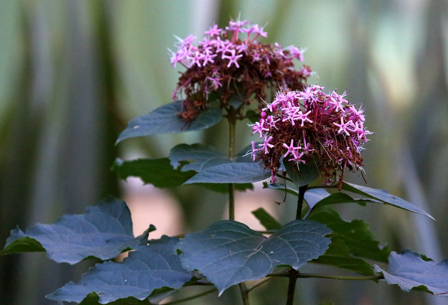 Image of Clerodendrum bungei specimen.