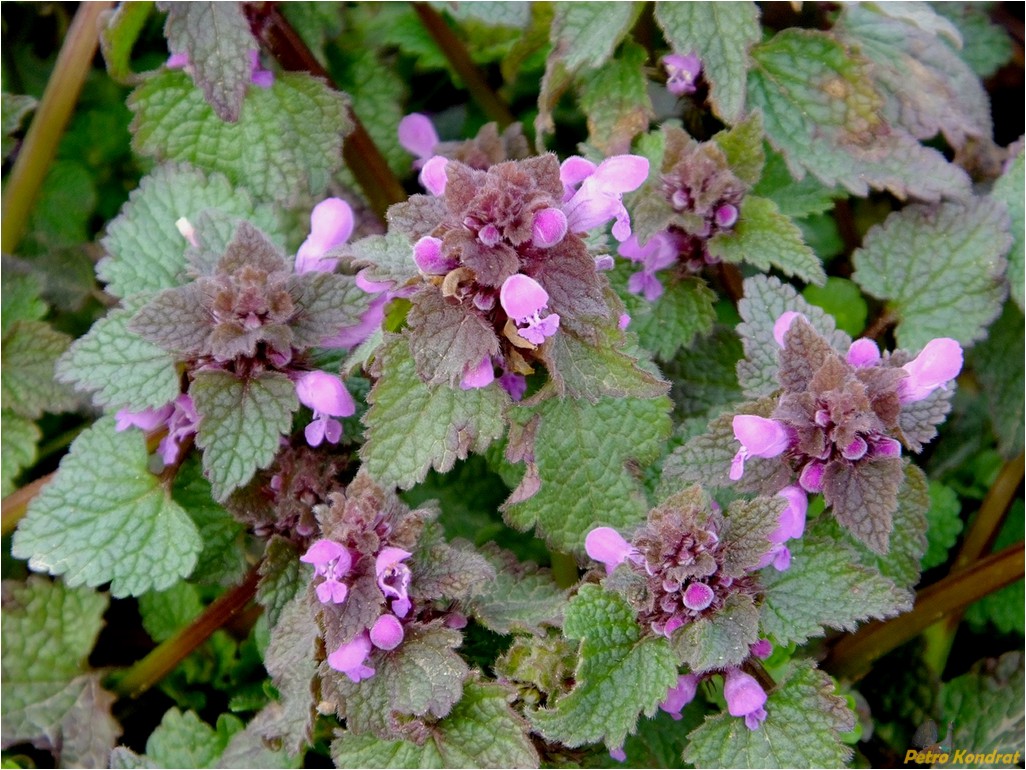 Image of Lamium purpureum specimen.