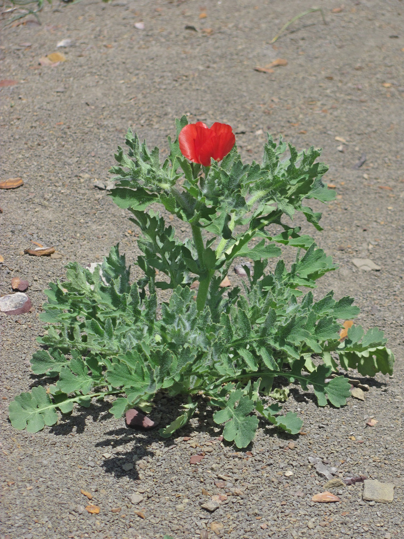 Image of Glaucium corniculatum specimen.