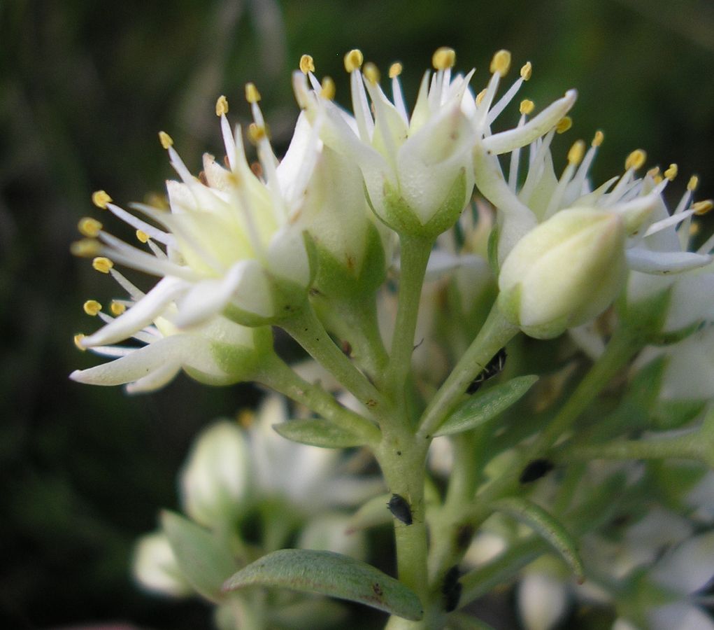 Image of Hylotelephium stepposum specimen.