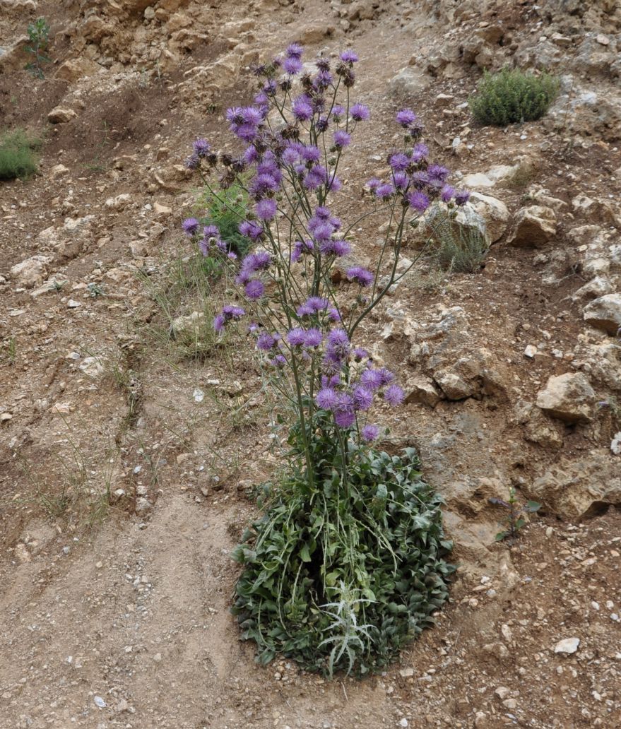 Image of Centaurea graeca specimen.