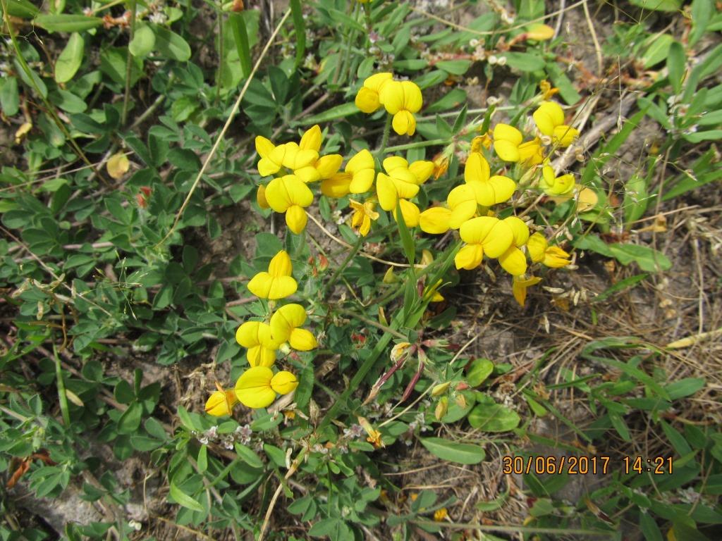 Изображение особи Lotus corniculatus.