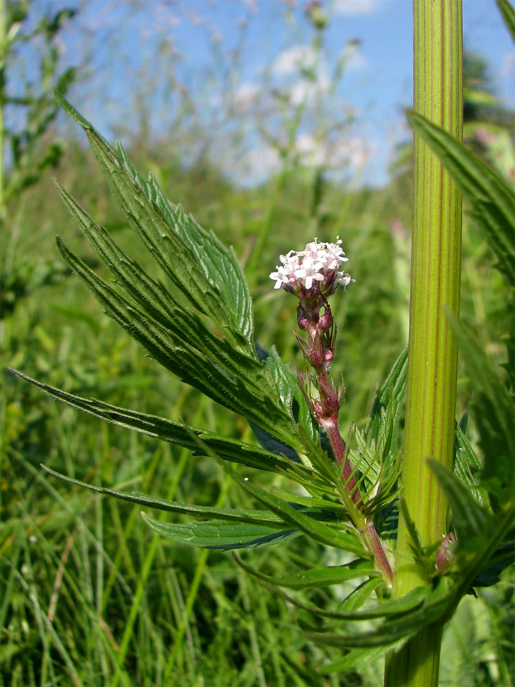 Изображение особи Valeriana officinalis.