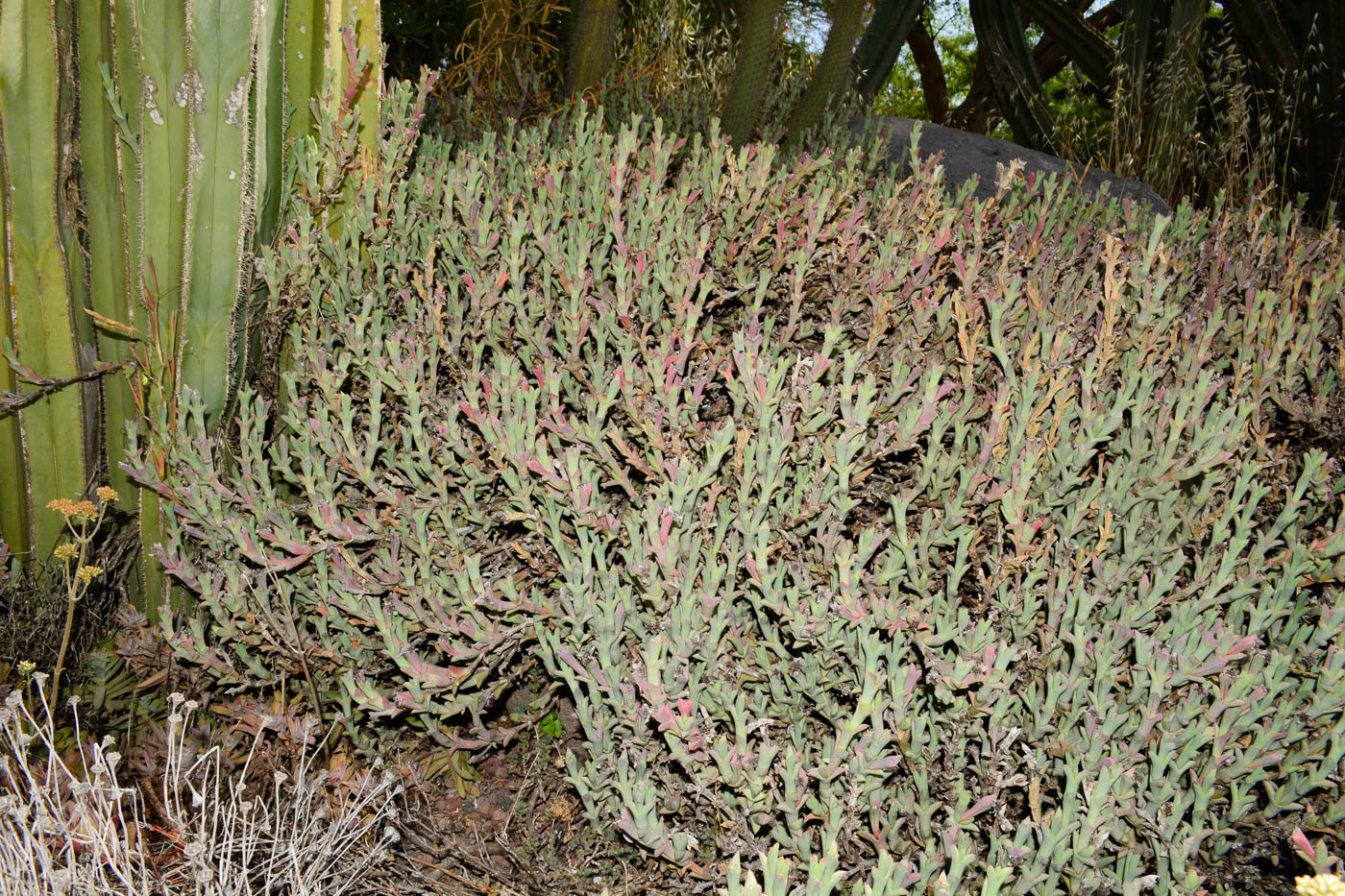 Изображение особи Ruschia perfoliata.