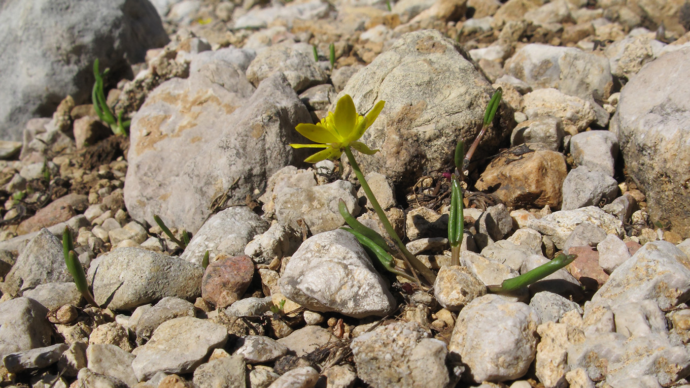 Изображение особи Ranunculus helenae.