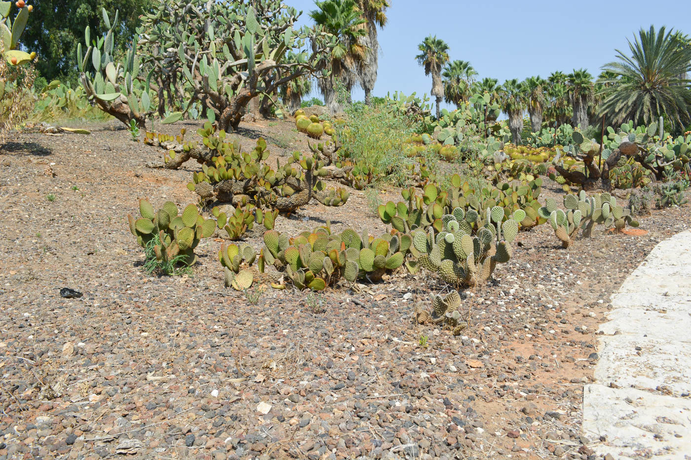 Image of Opuntia aciculata specimen.