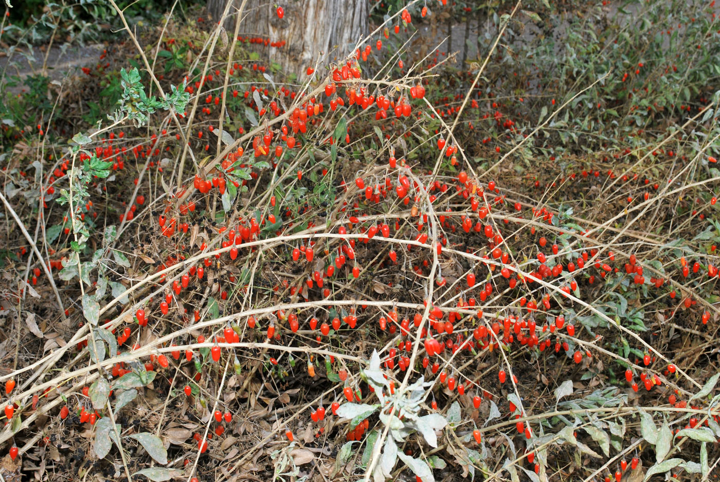 Изображение особи Lycium barbarum.