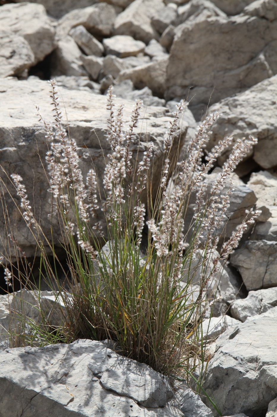 Image of genus Melica specimen.