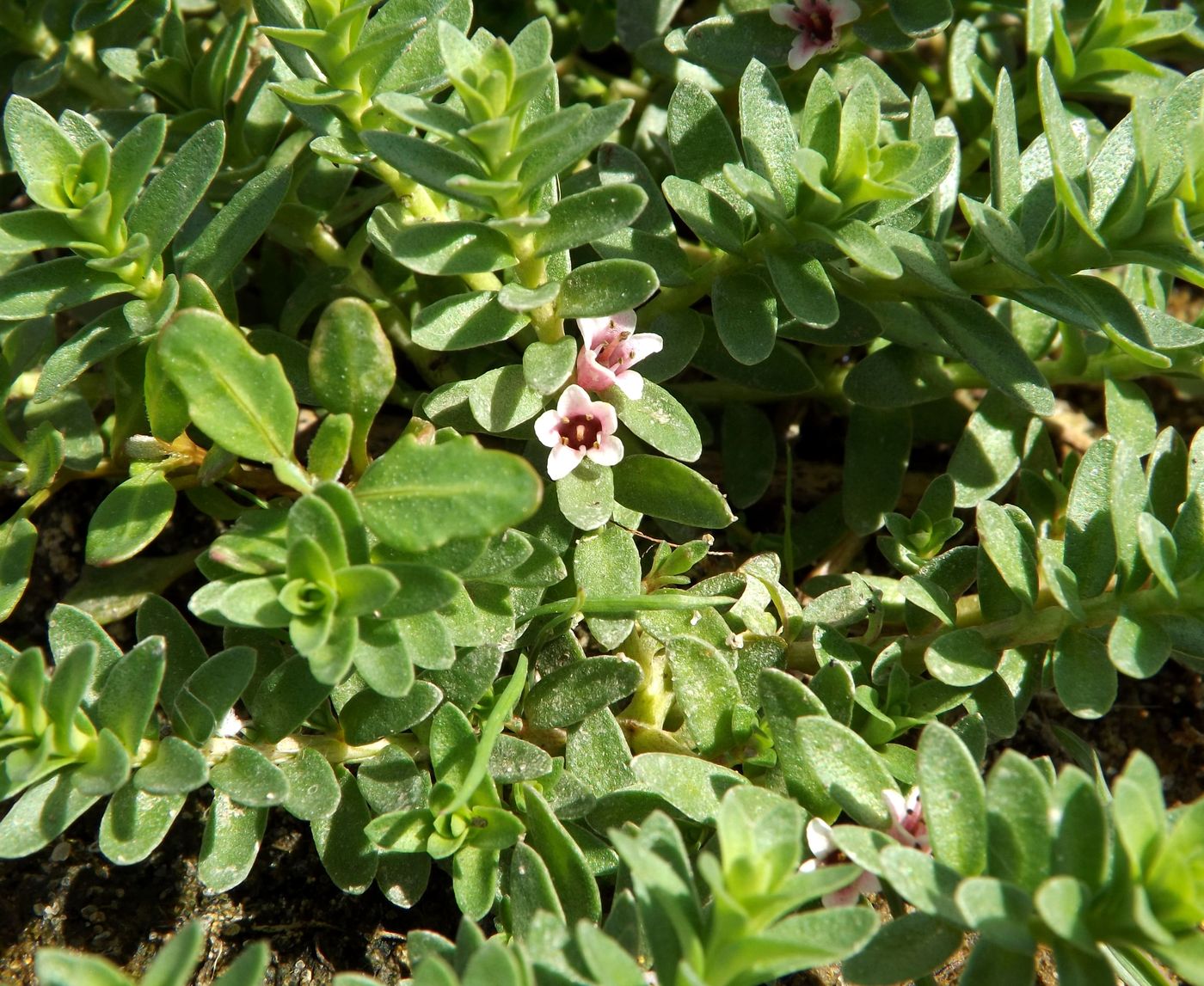 Image of Glaux maritima specimen.