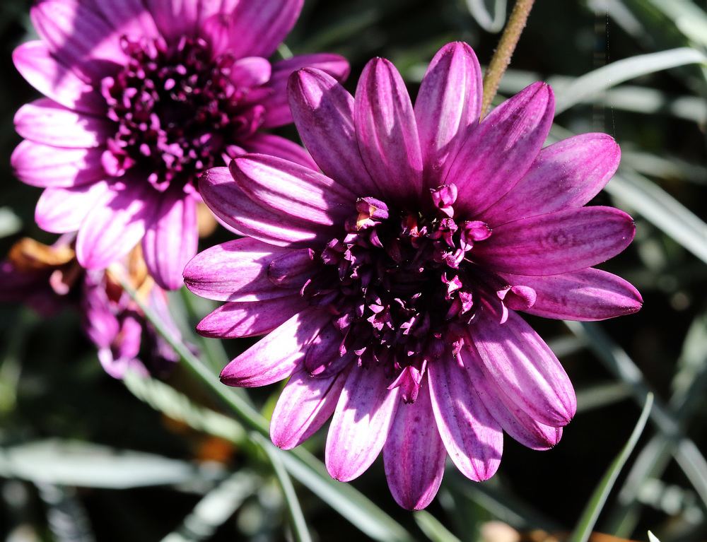 Image of genus Dimorphotheca specimen.