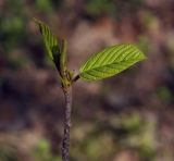 Frangula alnus