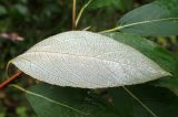 Populus suaveolens. Лист (нижняя сторона). Московская обл., Талдомский р-н, окр. пгт Запрудня, смешанный лес между Дмитровским шоссе и железной дорогой. 14.07.2017.