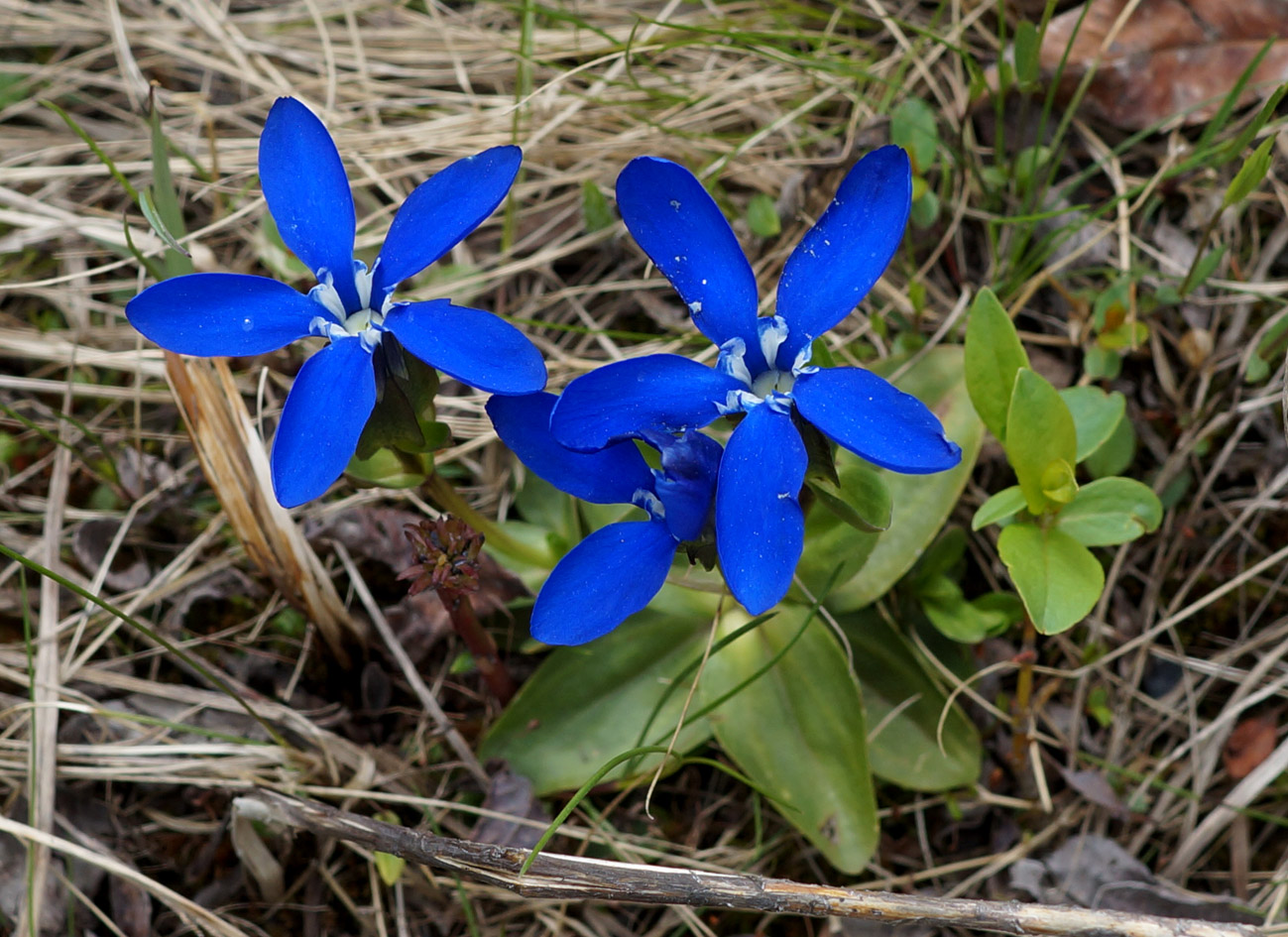 Image of Gentiana uniflora specimen.