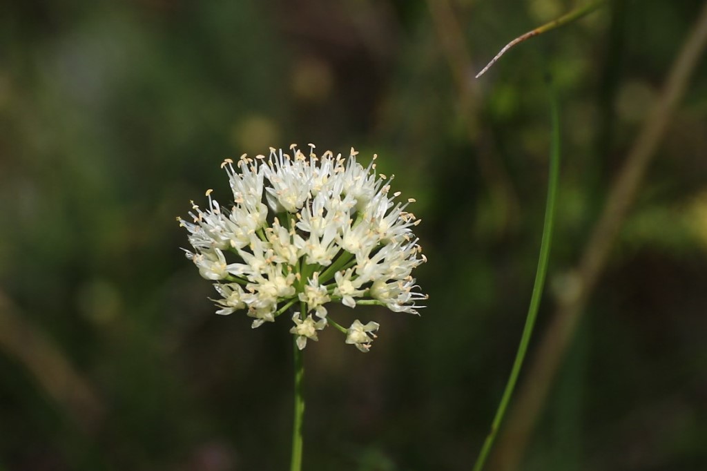 Image of Allium flavescens specimen.