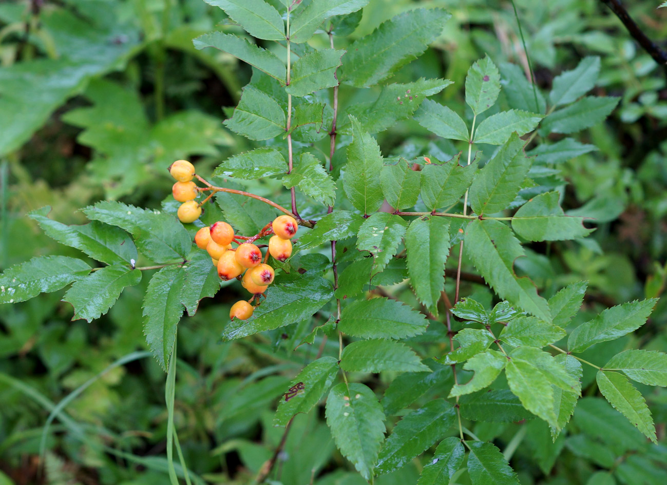 Image of Sorbus sibirica specimen.