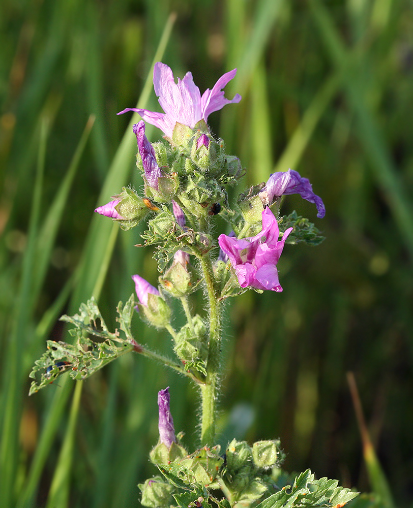 Изображение особи Malva sylvestris.