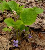Viola mirabilis. Цветущее растение. Чувашия, окр. г. Шумерля, лес за пос. Палан. 26 апреля 2008 г.