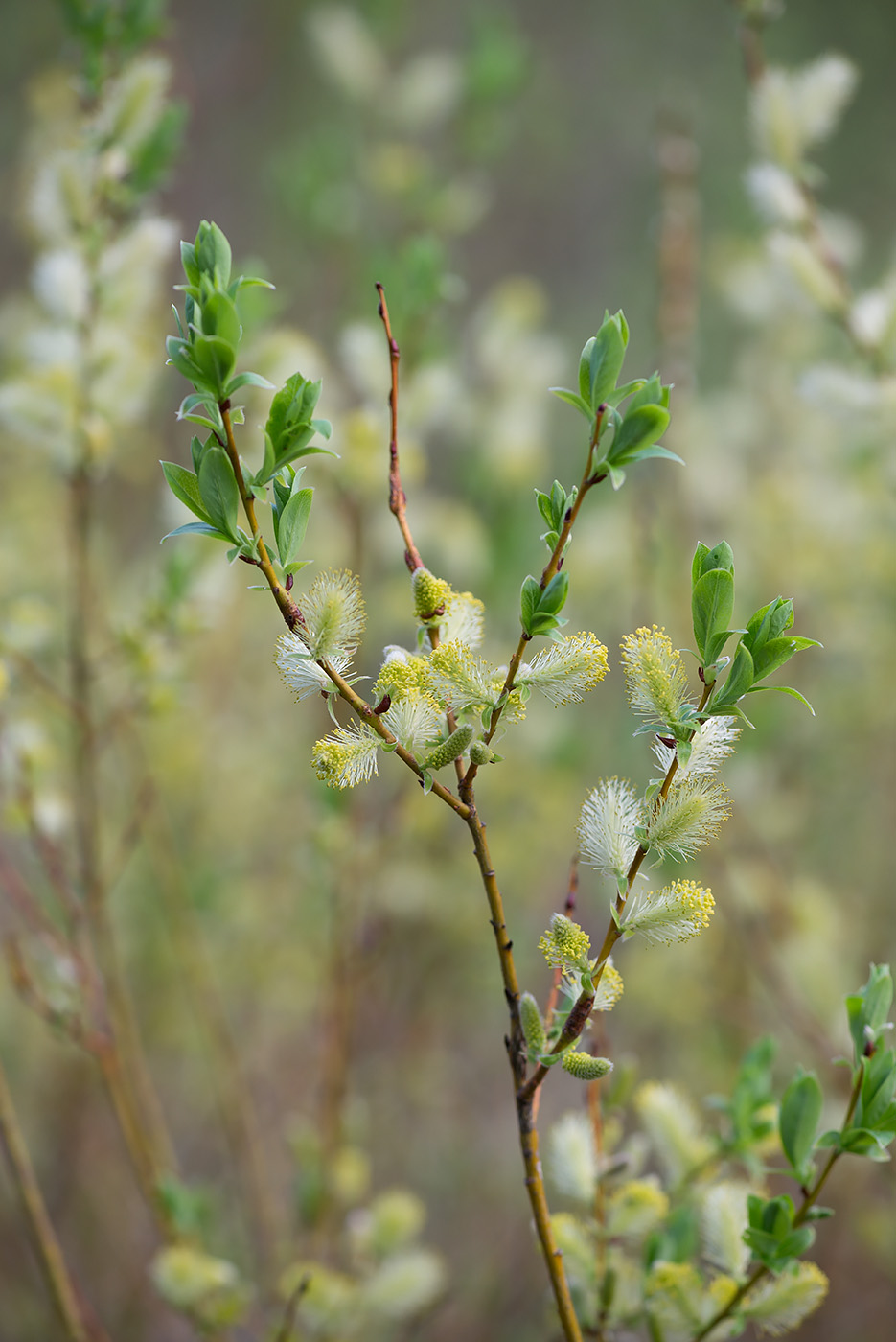 Изображение особи Salix starkeana.