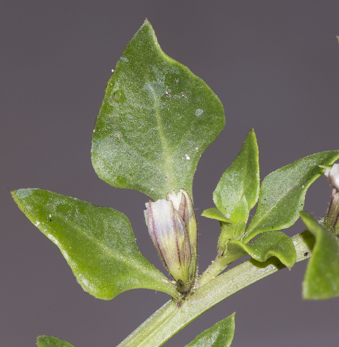 Изображение особи Sclerophylax spinescens.