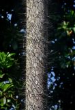 Oncosperma tigillarium. Нижняя часть ствола. Малайзия, о-в Калимантан, национальный парк Бако, опушка прибрежного леса. 09.05.2017.
