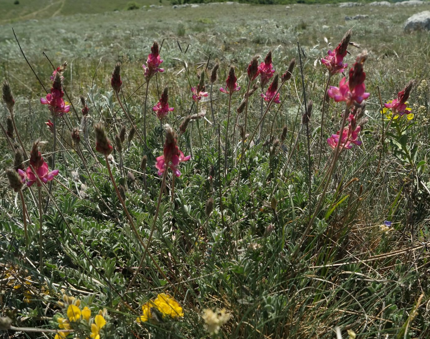 Image of Onobrychis jailae specimen.