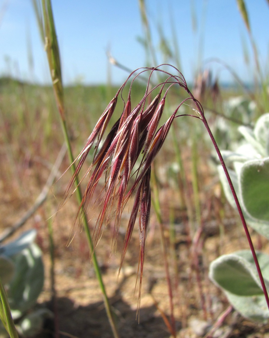 Image of Anisantha tectorum specimen.