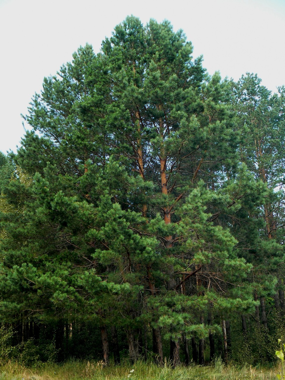 Изображение особи Pinus sylvestris.