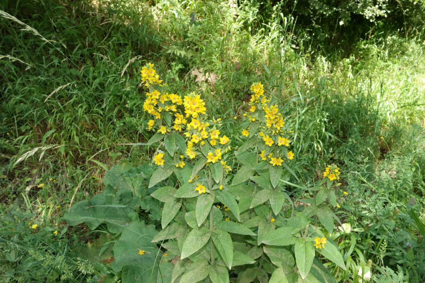 Image of Lysimachia verticillaris specimen.