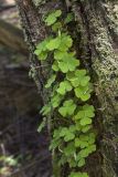 Oxalis acetosella. Плодоносящее растение, развивающееся в трещине комлевой части ствола берёзы. Костромская обл., Судиславский р-н, окр. дер. Антипино, склон к р. Кохталка, ельник кисличный. 25.05.2018.