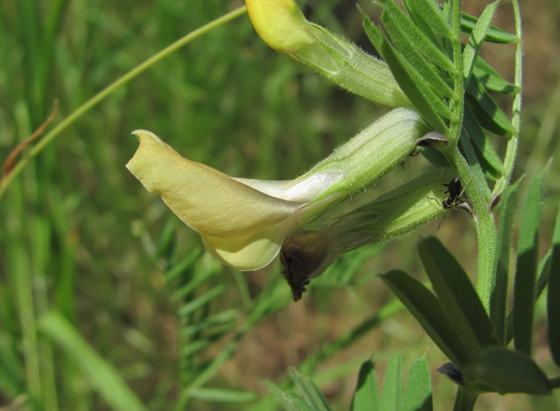 Image of Vicia grandiflora specimen.