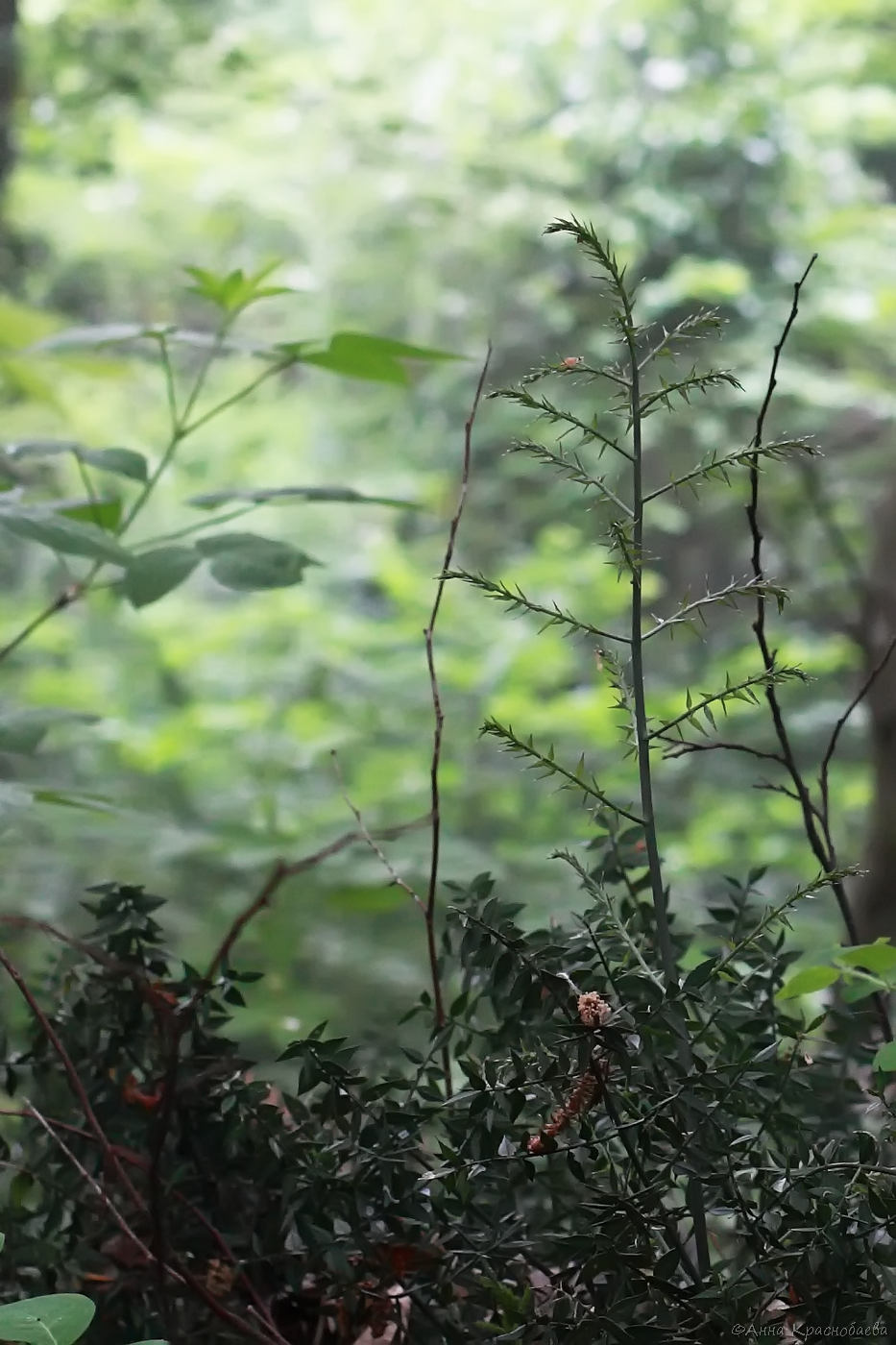 Изображение особи Ruscus aculeatus.